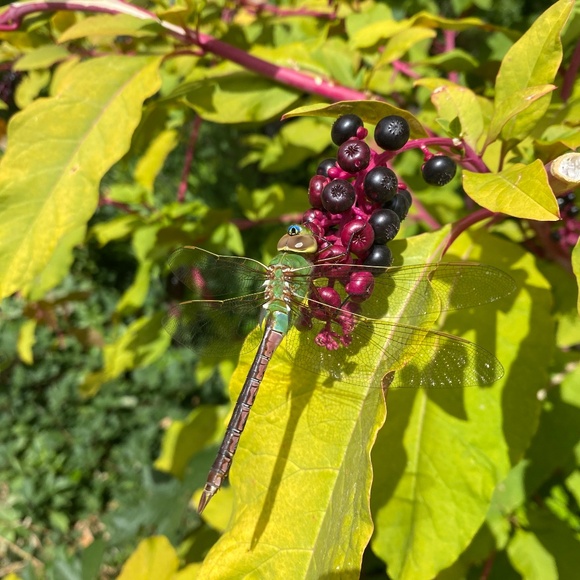 Meet your Posher, Miette - Picture 1 of 1